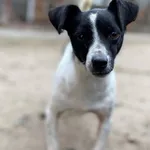 Kazia - malutka suczka szuka kochającego domu!