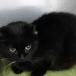 Znaleziono kota, Gdańsk, 19 stycznia 2024