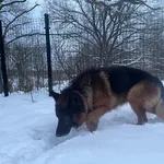 Znaleziono owczarka niemieckiego - samiec, Supraśl, woj. podlaskie