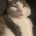 Zaginął kot, Wrocław, 19 stycznia 2024