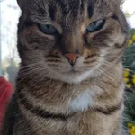 Zaginął kot, Łódź, 19 stycznia 2024