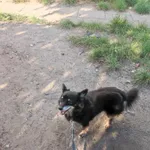 Zaginął pies, Łódź, 19 stycznia 2024