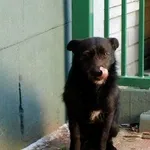 Pies do adopcji, Pabianice, 7 stycznia 2024