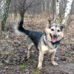 Pies do adopcji, Pabianice, 30 listopada 2021