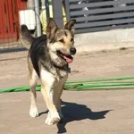 Pies do adopcji, Pabianice, 28 czerwca 2019