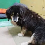 Pies do adopcji, Pabianice, 14 stycznia 2024