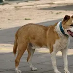 Mechanik