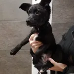 Przyjęty: 2024-01-19 Gmina: Żywiec Płeć: Pies Opis: mieszaniec, czarne z białym