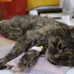 Znaleziono kota, Łódź, 20 stycznia 2024