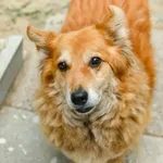 Pies do adopcji, Milanówek, 5 lipca 2026