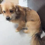 Grabek to pies przywieziony w dniu 29.12.2023r z terenu gm. Ryki, nieduży, w typie jamnika kontaktowy, miły