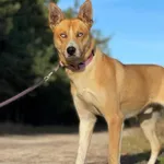 Pies do adopcji, Pieczyska, 20 stycznia 2024