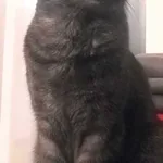 Zaginął kot, Łódź, 21 stycznia 2024