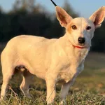 Imię: Nela Czip: 616093902518438 Płeć: samica Wiek: styczeń 2022 Wielkość: mały Kastracja/sterylizacja: tak Inne Psy: Akceptuje towarzystwo suczek i psów. Dzieci: W wieku szkolnym Charakter: Delikatna