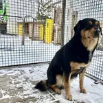 Znaleziono suczkę- Puławy