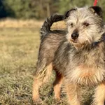 Imię: Pan Ząbek Czip: 616093902282803 Płeć: samiec Wiek: styczeń 2016 Wielkość: mały Kastracja/sterylizacja: tak Inne Psy: Akceptuje towarzystwo suczek i psów. Dzieci: W wieku szkolnym Charakter: Deli