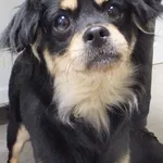 Gieniusia to suczka przywieziona w dniu 29.12.2023r z terenu gm. Ryki, nieduża, mila, kontaktowa,wesoła