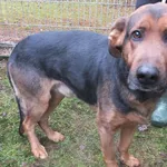 Gnom to pies przywieziony w dniu 22.12.2023r z terenu gm. Mokobody, duży, miły, kontaktowy