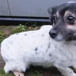 Gumeczka to suczka przywieziona w dniu 21.12.2023r z terenu gm. Stoczek Łukowski, mała, przyjazna,uległa