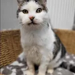 Znaleziono kota, Grudziądz, 12 marca 2023