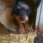 Pies do adopcji, Wolsztyn, 21 stycznia 2024