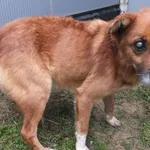 Gapcio to pies przywieziony w dniu 22.12.2023r z terenu gm. Ryki, nieduży, stary,niewidzący,miły