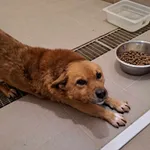 Znaleziono psa, Olsztyn, 21 stycznia 2024