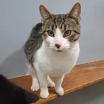 Kot do adopcji, Olsztyn, 29 grudnia 2023