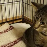 Znaleziono kota, Toruń, 20 stycznia 2024