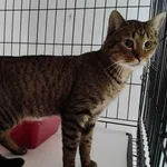 Znaleziono kota, Toruń, 21 stycznia 2024