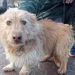 Znaleziono psa, Toruń, 21 stycznia 2024