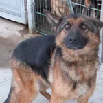 Znaleziono psa, Nowa Krępa, 21 stycznia 2024