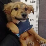 Imię: Przyjęty: 2024-01-09 Płeć: Suka Opis: mieszaniec, brąz Wiek: ok. 13 m-cy