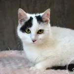 Kot do adopcji, Chełmek, 30 lipca 2023