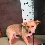 Imię: Przyjęty: 2024-01-05 Płeć: Suka Opis: mieszaniec, biszkoptowe Wiek: ok. 4 lata