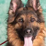 HARRY – ZWIERZAK MIESIĄCA