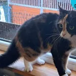 Znaleziono kota, Dąbrówka, 20 stycznia 2024