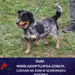 Dubi