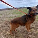 Pies do adopcji, Ropczyce, 31 stycznia 2024