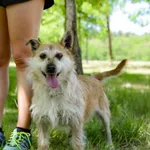 Pies do adopcji, Radom, 14 lipca 2024