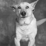 Znaleziono psa, Gdańsk, 3 lipca 2025