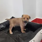 Pies do adopcji, Ropczyce, 1 lutego 2024