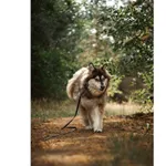 Znaleziono psa, Białystok, 31 grudnia 2023