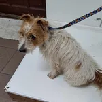 Zabrany pies z ul. Papieża Jana Pawła II