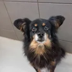 Pies do adopcji, Kielce, 3 lutego 2024