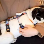 Zaginął pies, Łódź, 3 lutego 2024