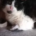 Kot do adopcji, Kielce, 3 lutego 2024