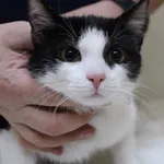 Znaleziono kota, Łódź, 4 lutego 2024