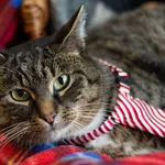 Znaleziono kota, Sosnowiec, 4 lutego 2024