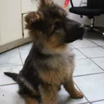 Znaleziono psa, Łódź, 4 lutego 2024